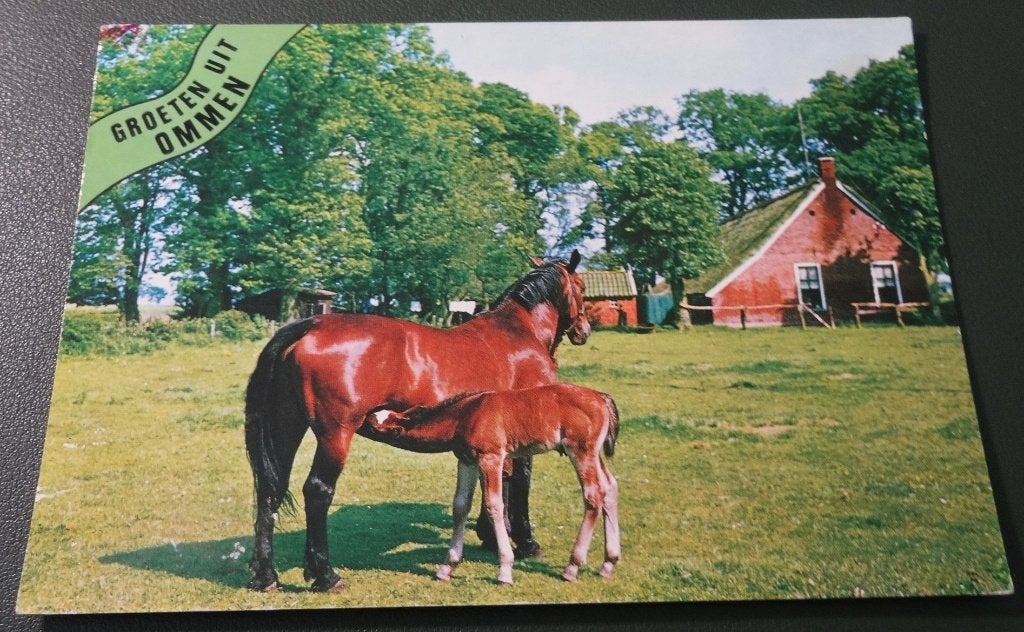 Paarden - Groet Ommen - Paard veulen in wei - KHo02, Verzenden, 1980 tot heden, Gelopen, Paard