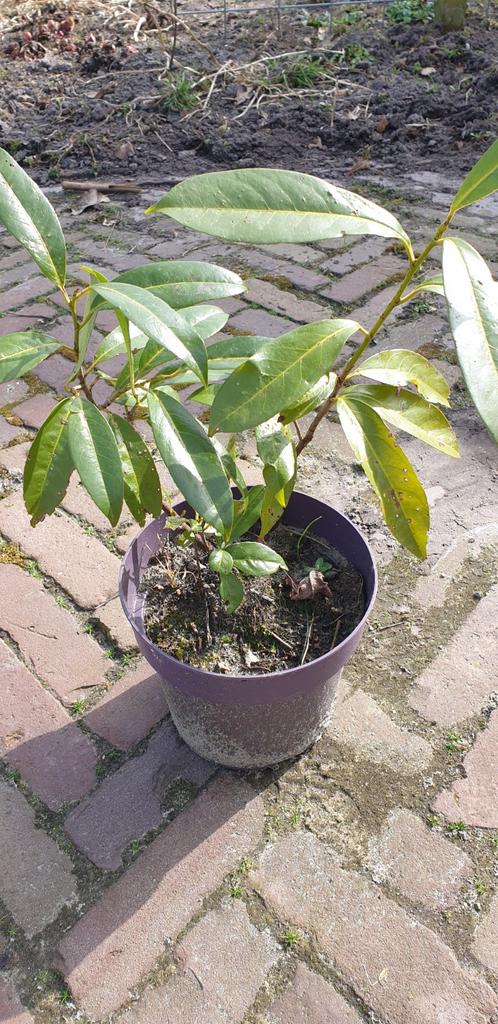 Tuinplanten., Ophalen of Verzenden, Overige soorten, Halfschaduw