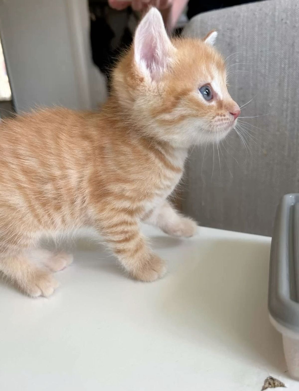 GEZOCHT: rode/oranje & grijze kitten, Dieren en Toebehoren, Meerdere dieren, 0 tot 2 jaar