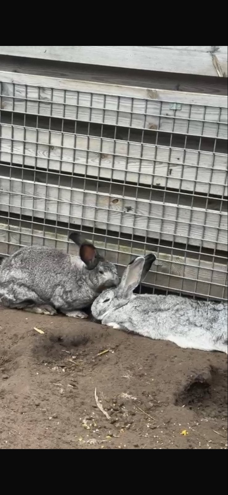 Koppel Vlaamse Reuzen (mannetje gecastreerd), Dieren en Toebehoren, Konijnen, Meerdere dieren, Groot, 0 tot 2 jaar