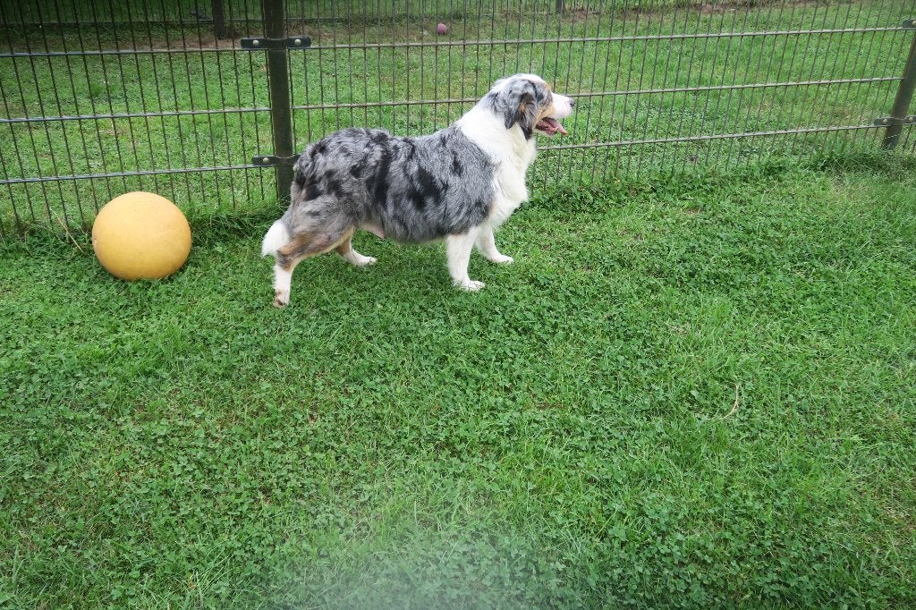 Foto 15 van Black Tri Australian Shepherd pups