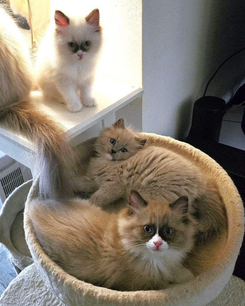 Ragdoll kittens (DNA & echo geteste ouders), Meerdere dieren, Gechipt, 0 tot 2 jaar
