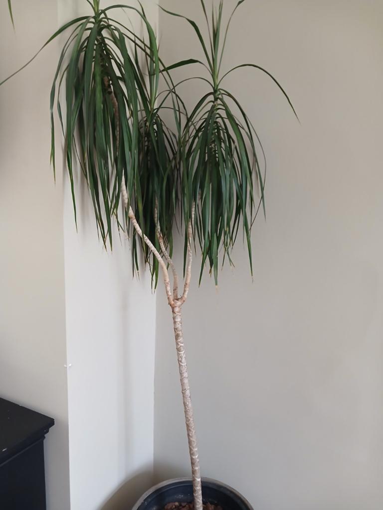 Dracaena, Ophalen