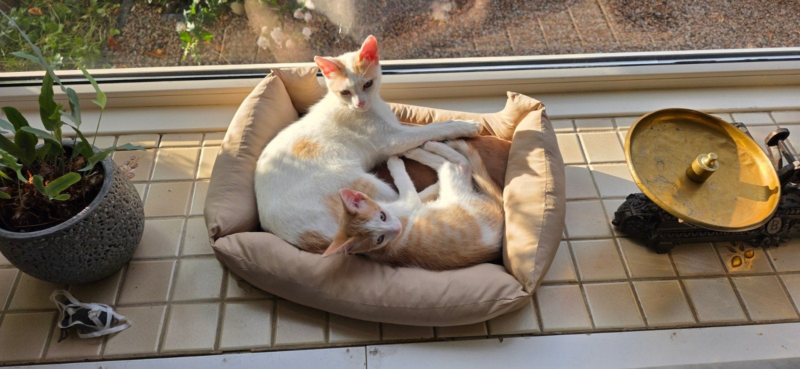 Moederpoes met kitten, Poes