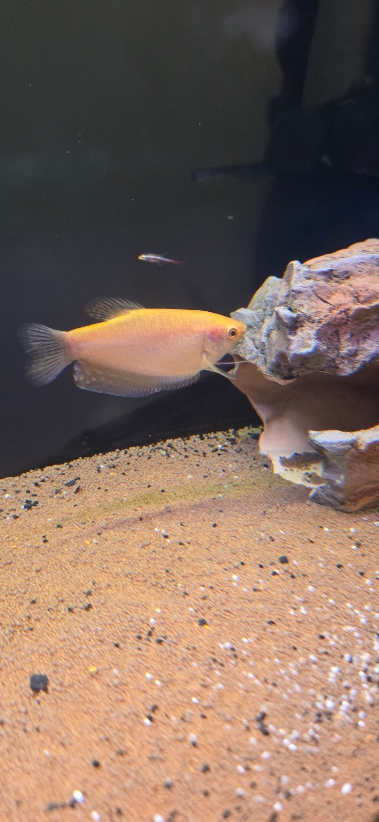 Leuke gourami, Dieren en Toebehoren, Vissen | Aquariumvissen