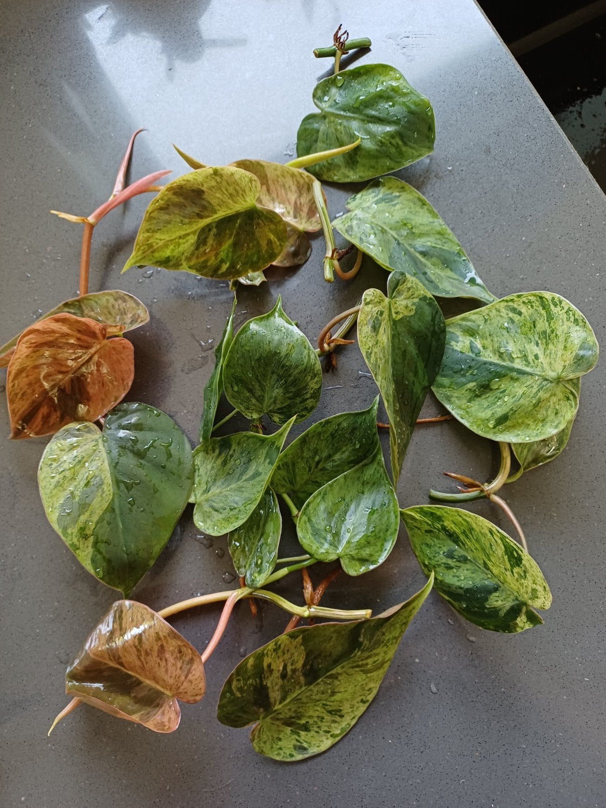 Philodendron hederaceum oxycardium variegata, Huis en Inrichting, Kamerplanten, Ophalen of Verzenden, Halfschaduw, Minder dan 100 cm