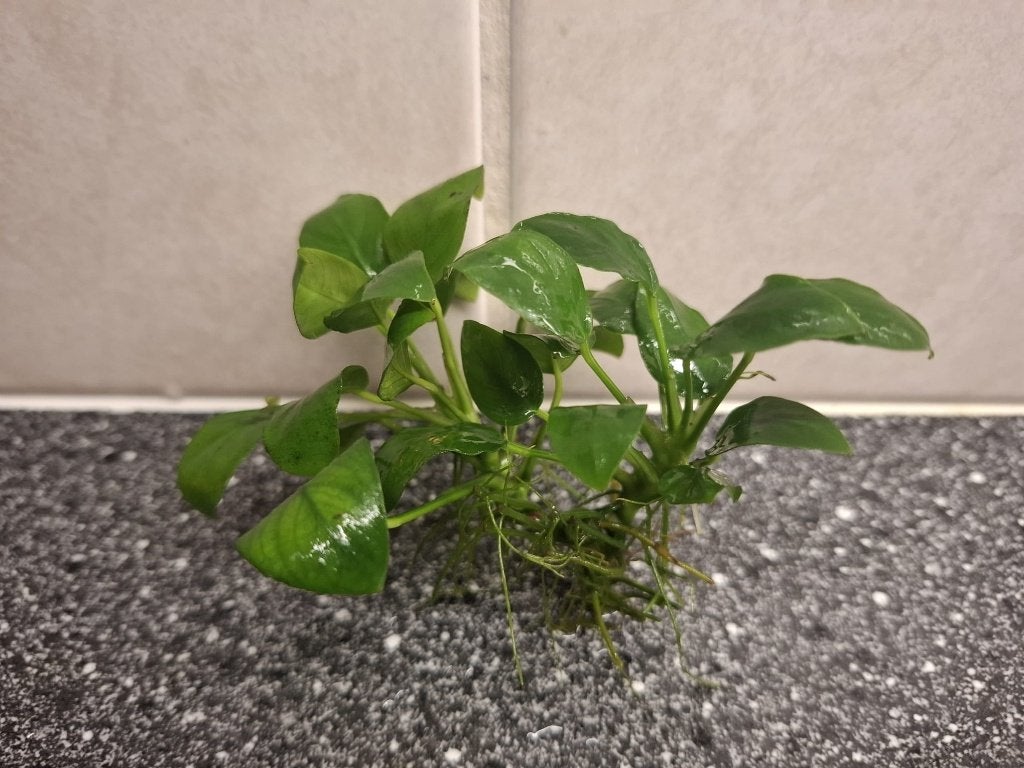 Anubias Aquariumplant, Ophalen, Nieuw, Plant(en), Steen of Hout