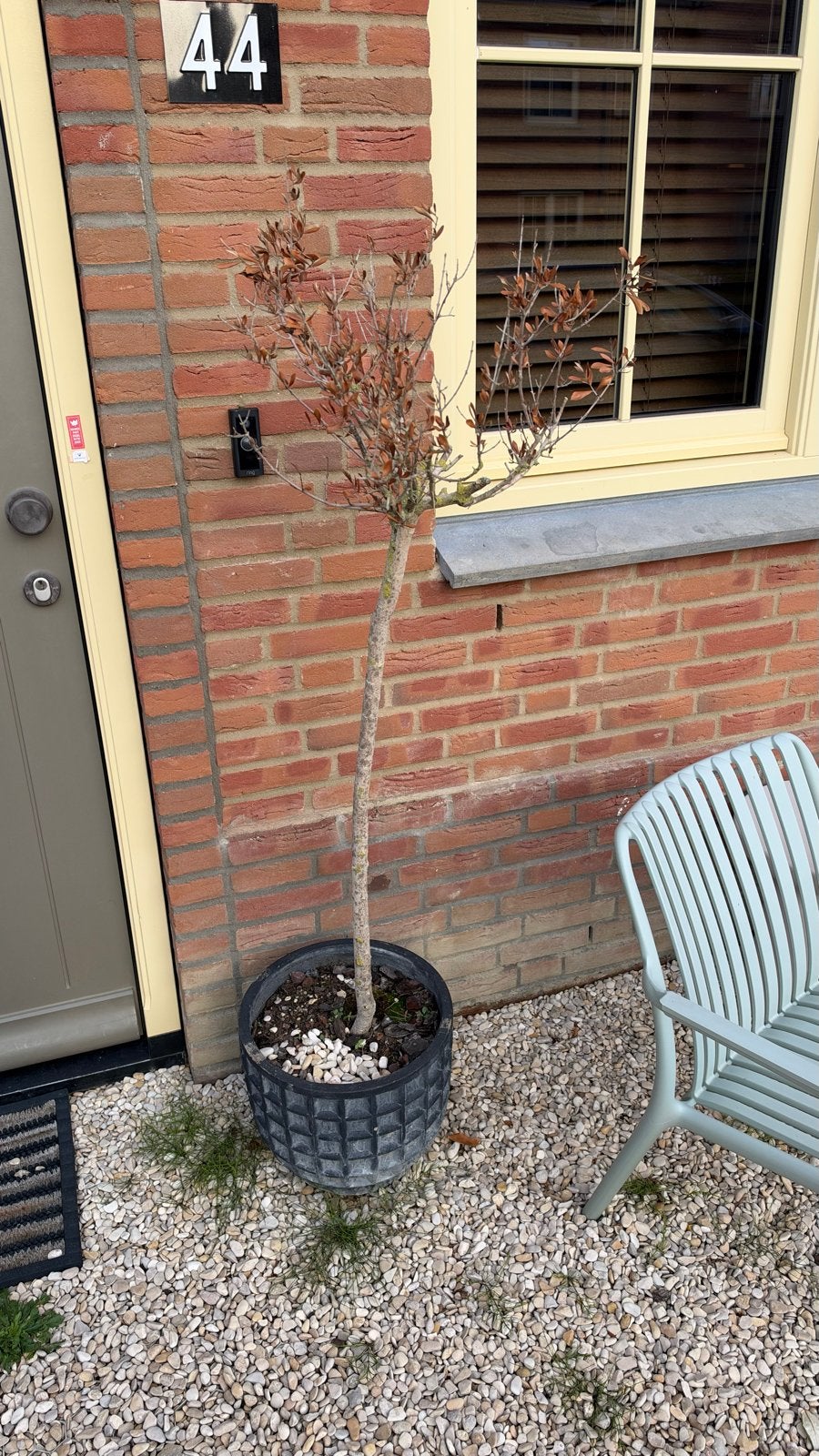 Olijfboom in pot, Tuin en Terras, Bloeit niet, Overige soorten, 100 tot 250 cm, Ophalen