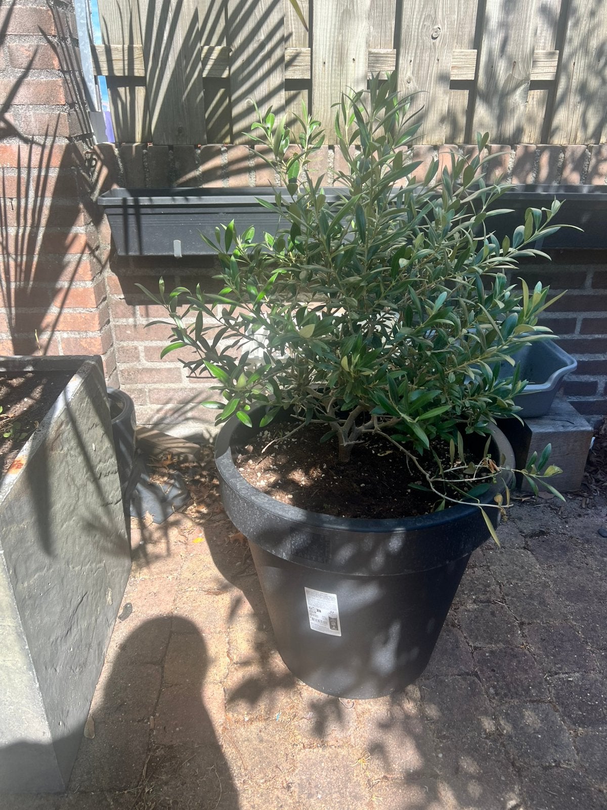 Olijfboom, Bloeit niet, 100 tot 250 cm, Olijfboom, Ophalen