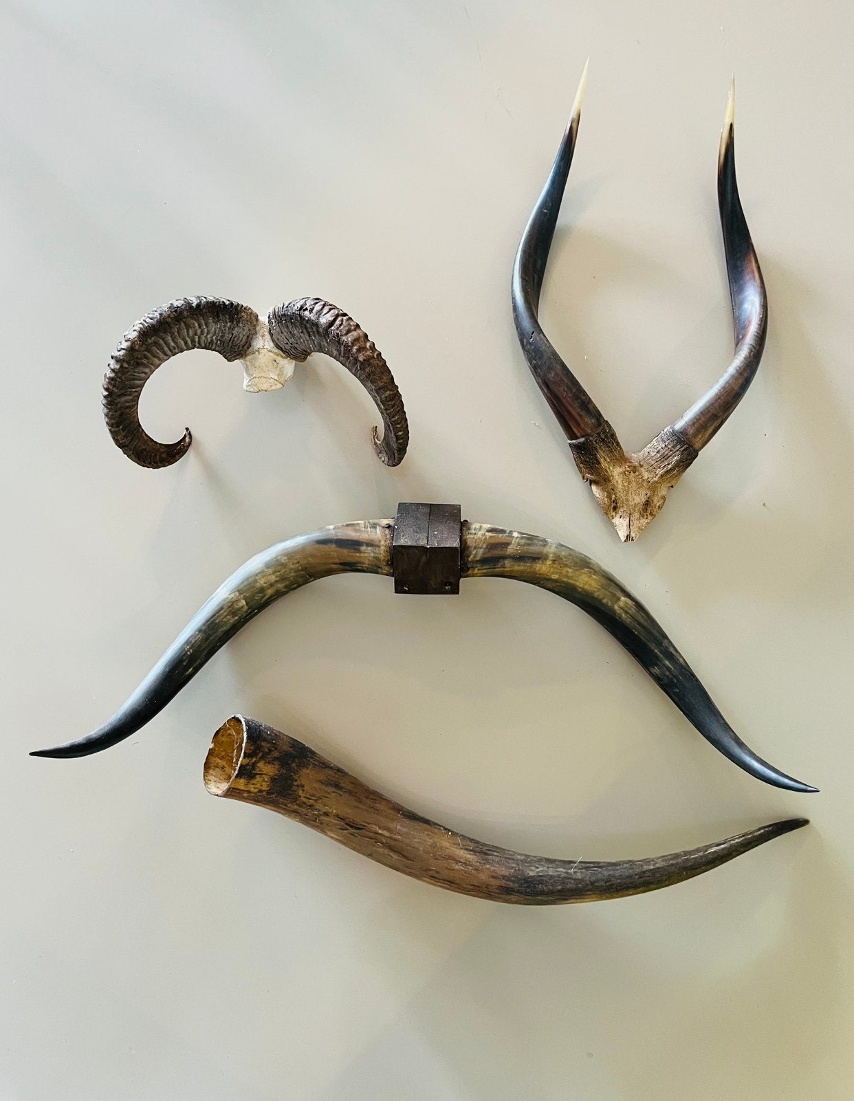 Hoorns Schedels Gewei Longhorn Bullbar Koeienhoorns Buffel, Ophalen