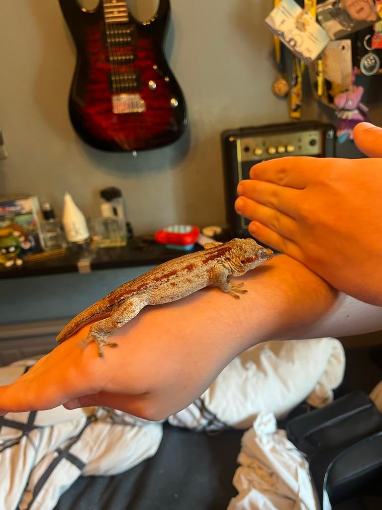 Exo terra incl gargoyle gekko, Dieren en Toebehoren, Reptielen en Amfibieën, Hagedis, 0 tot 2 jaar