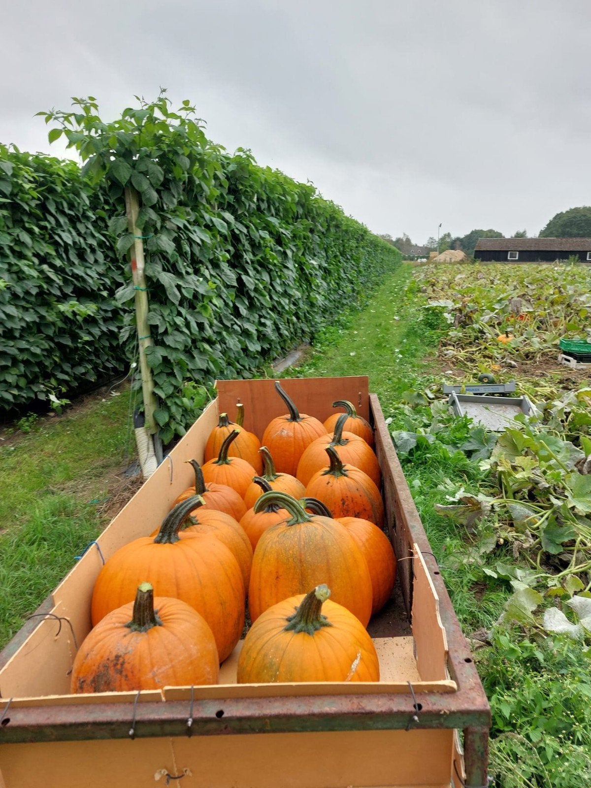 pompoenen sier halloween eetbare reuze pompoenen, Ophalen