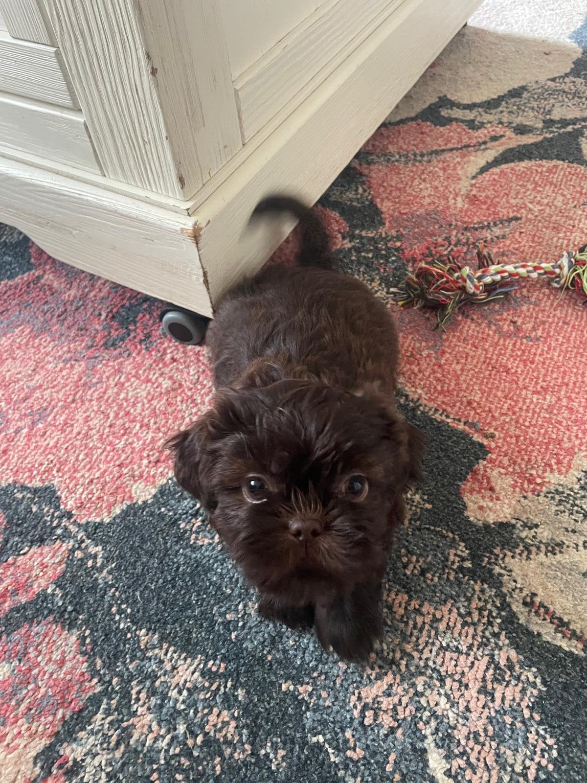 Shihtzu pup nog 1 reutje, 8 tot 15 weken, Parvo, Meerdere, Nederland