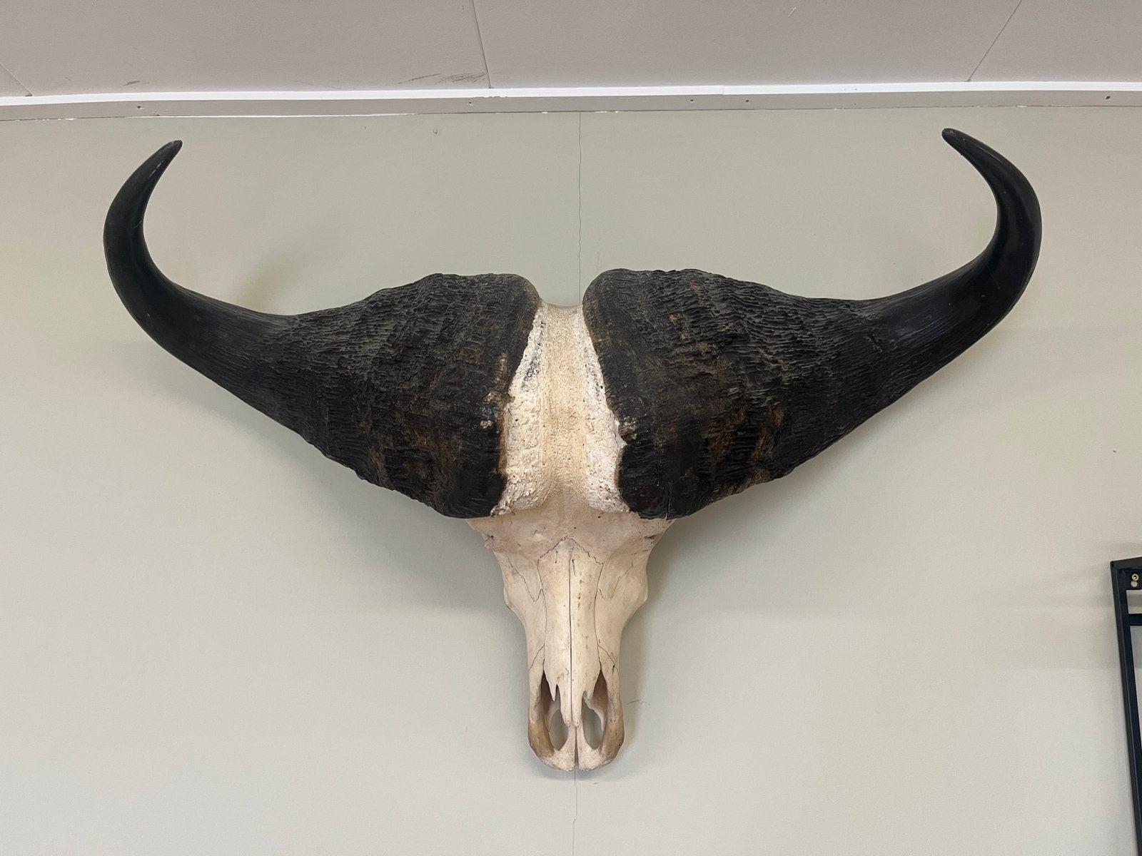 Schedel buffel, Verzamelen, Dierenverzamelingen, Ophalen, Nieuw, Wild dier, Schedel