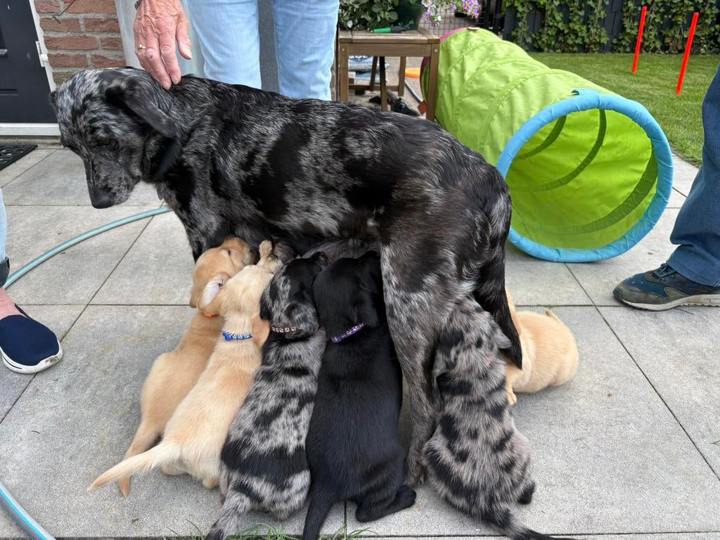 labrador x australian shepherd puppies te koop -, Dieren en Toebehoren, Parvo, 8 tot 15 weken, Meerdere, Meerdere dieren