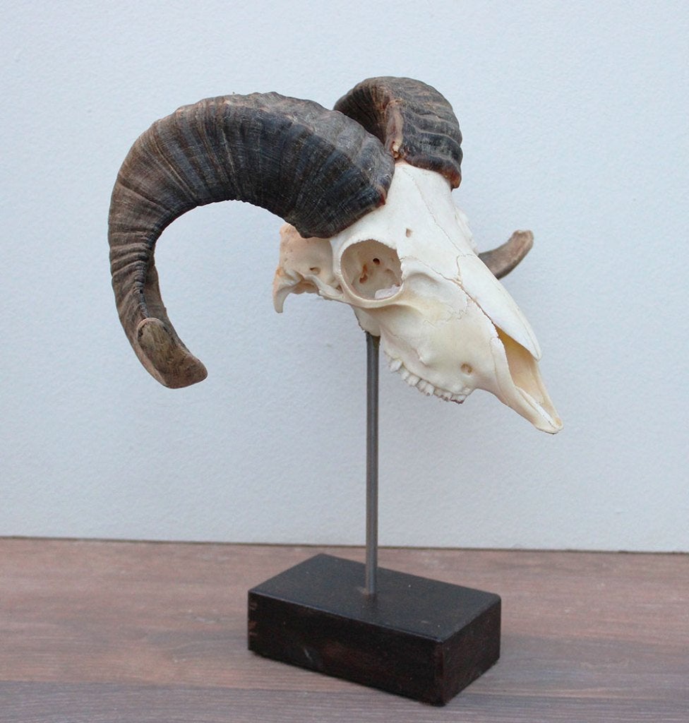 RAM SCHEDEL op houten sokkel - ref. C (gewei), Ophalen of Verzenden, Nieuw, Hert, Schedel