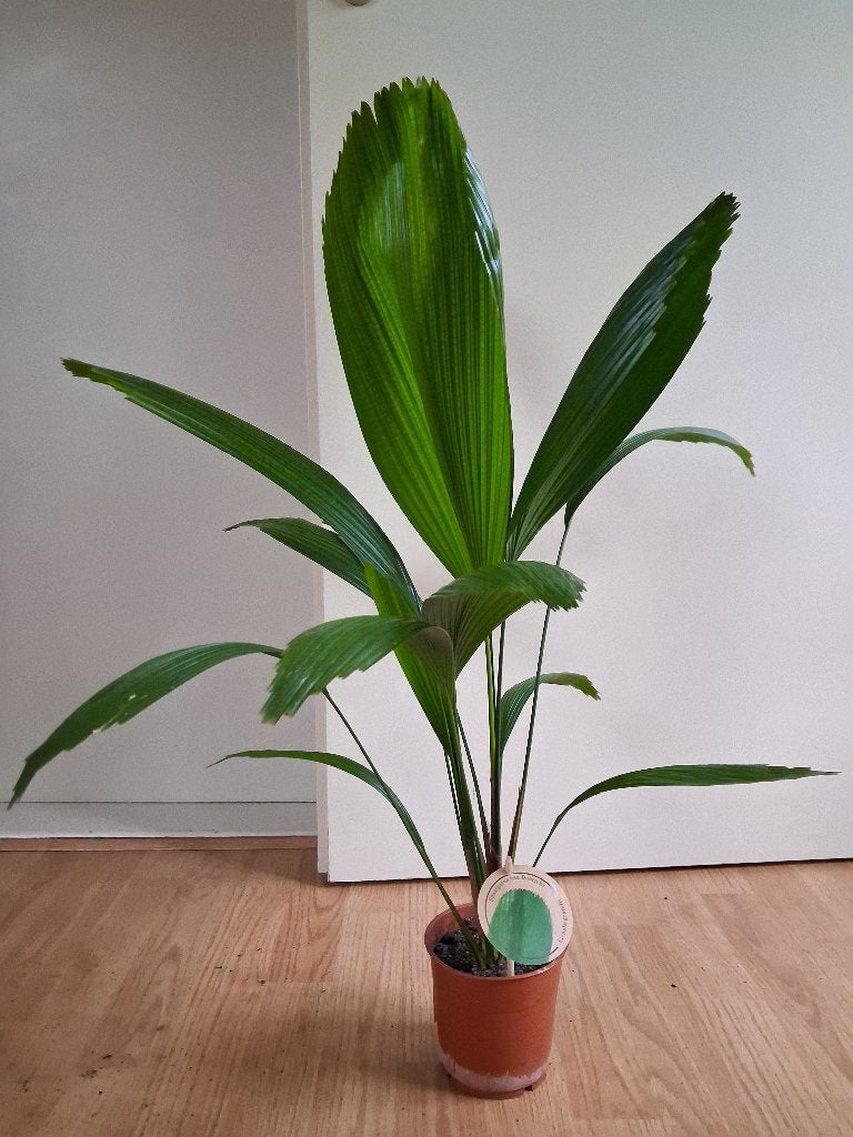 Licuala Grandis- Vanuatu -/ Gegolfde Waaierpalm / Palas-Palm, Ophalen, Palm, Halfschaduw, Minder dan 100 cm