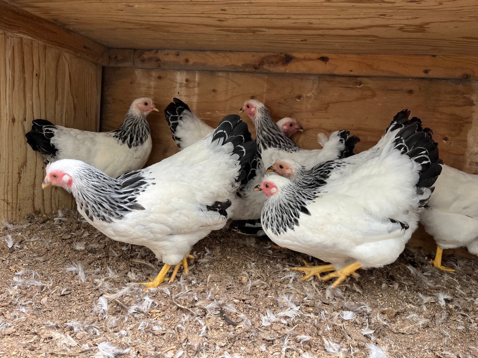 🐓Allerlaatste jonge Wyandotte kriel hennen tegen de leg🐔, Dieren en Toebehoren, Vrouwelijk, Kip