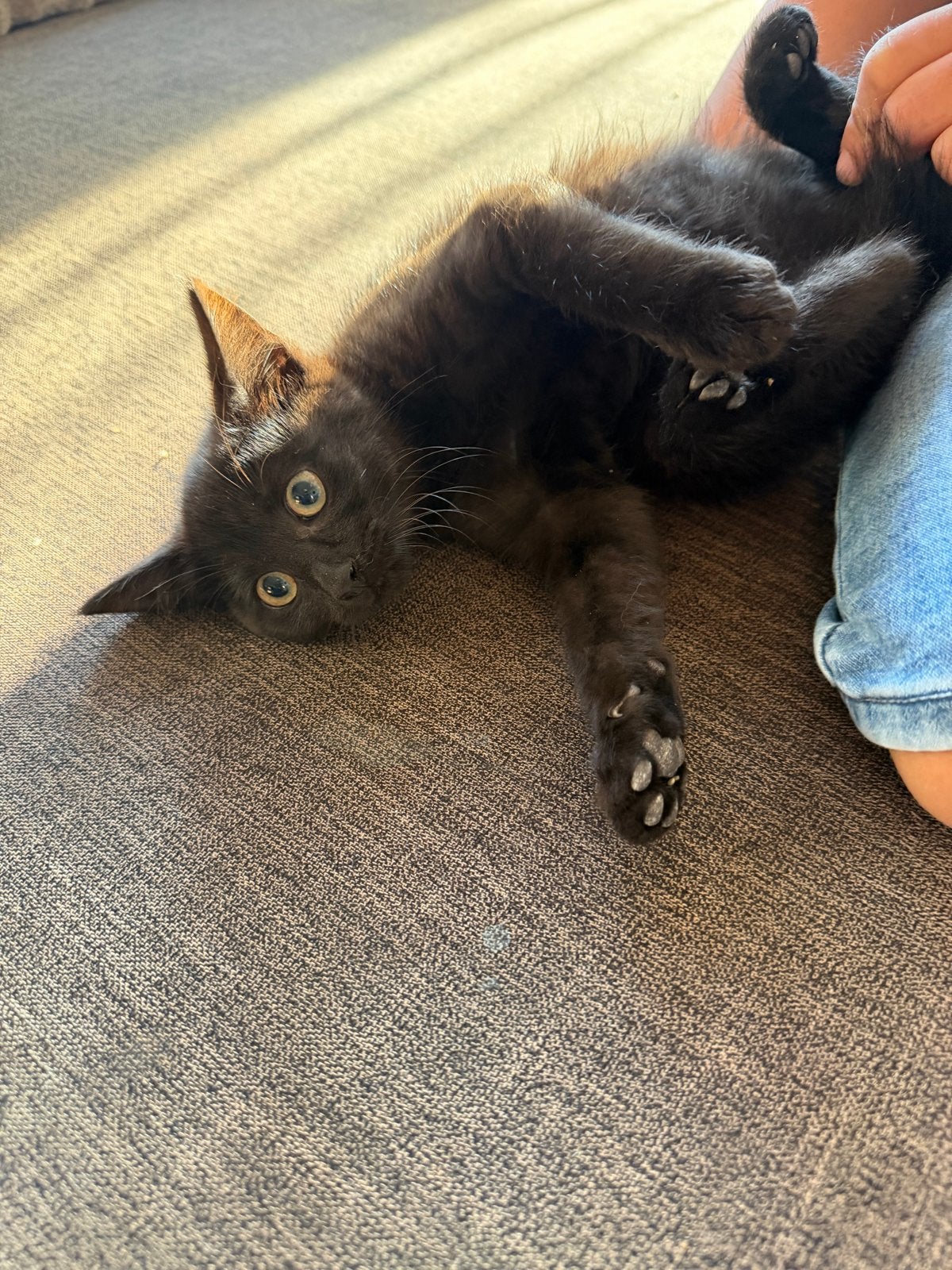 2 lieve zindelijke kittens, Meerdere dieren