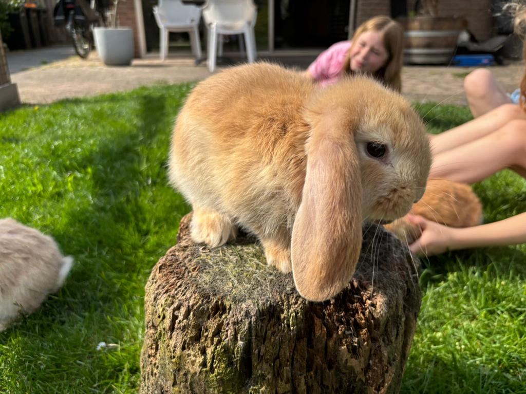 Te koop, schitterende Franse Hangoor konijntjes (raszuiver), Dieren en Toebehoren, Konijnen, Meerdere dieren, Groot, Hangoor