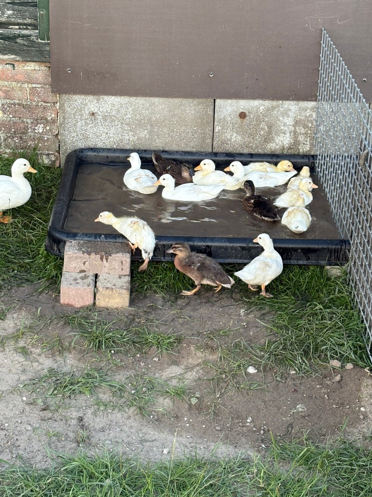 Kwakers, Dieren en Toebehoren, Pluimvee, Meerdere dieren, Eend