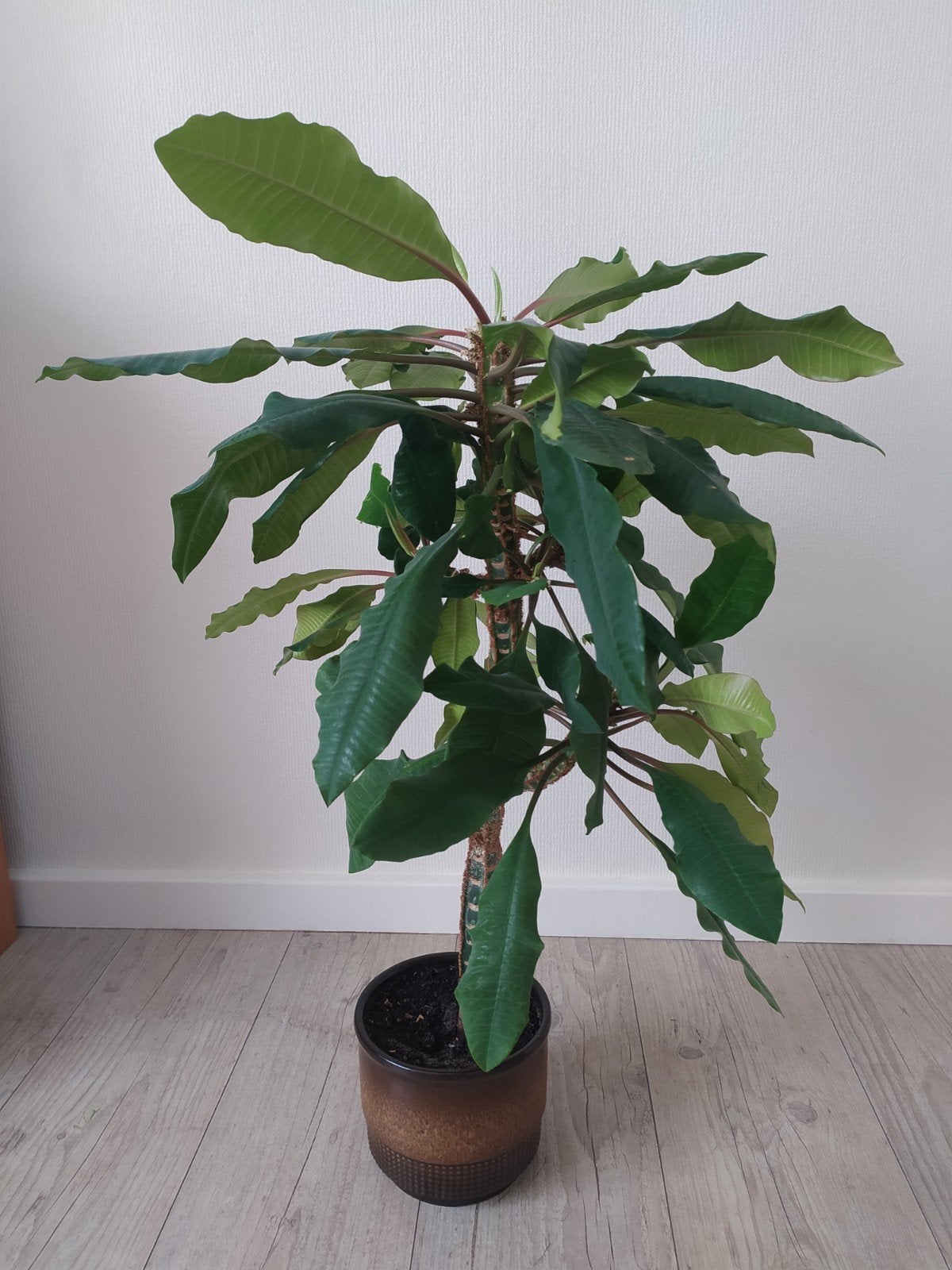 Madagaskar Jewel, Huis en Inrichting, Kamerplanten, Ophalen, Halfschaduw, Minder dan 100 cm