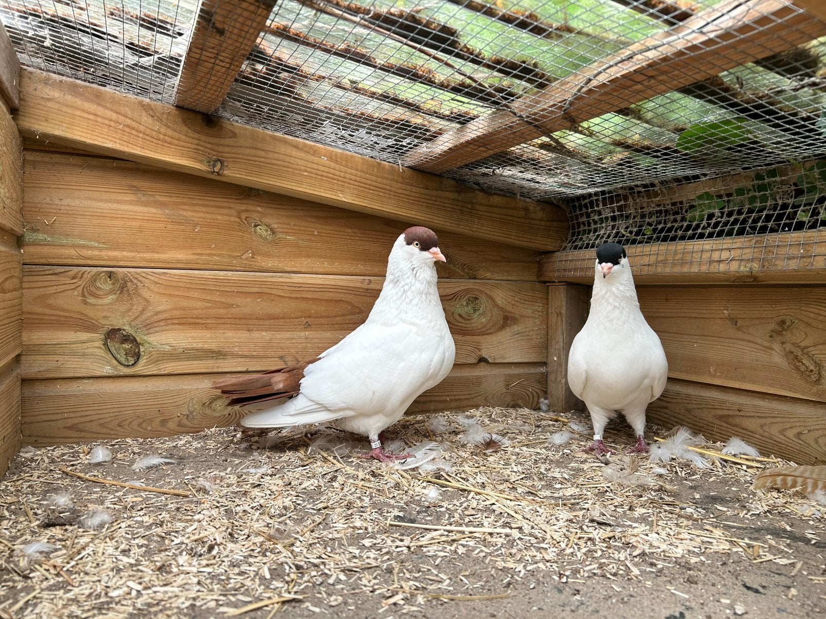 Koppel helmduiven, Dieren en Toebehoren, Vogels | Duiven, Meerdere dieren
