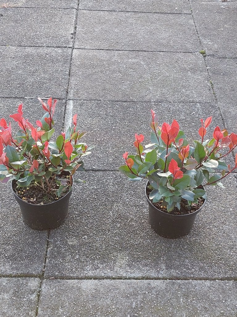 Photinia little red robin, Vaste plant, Bloeit niet, Halfschaduw, Ophalen