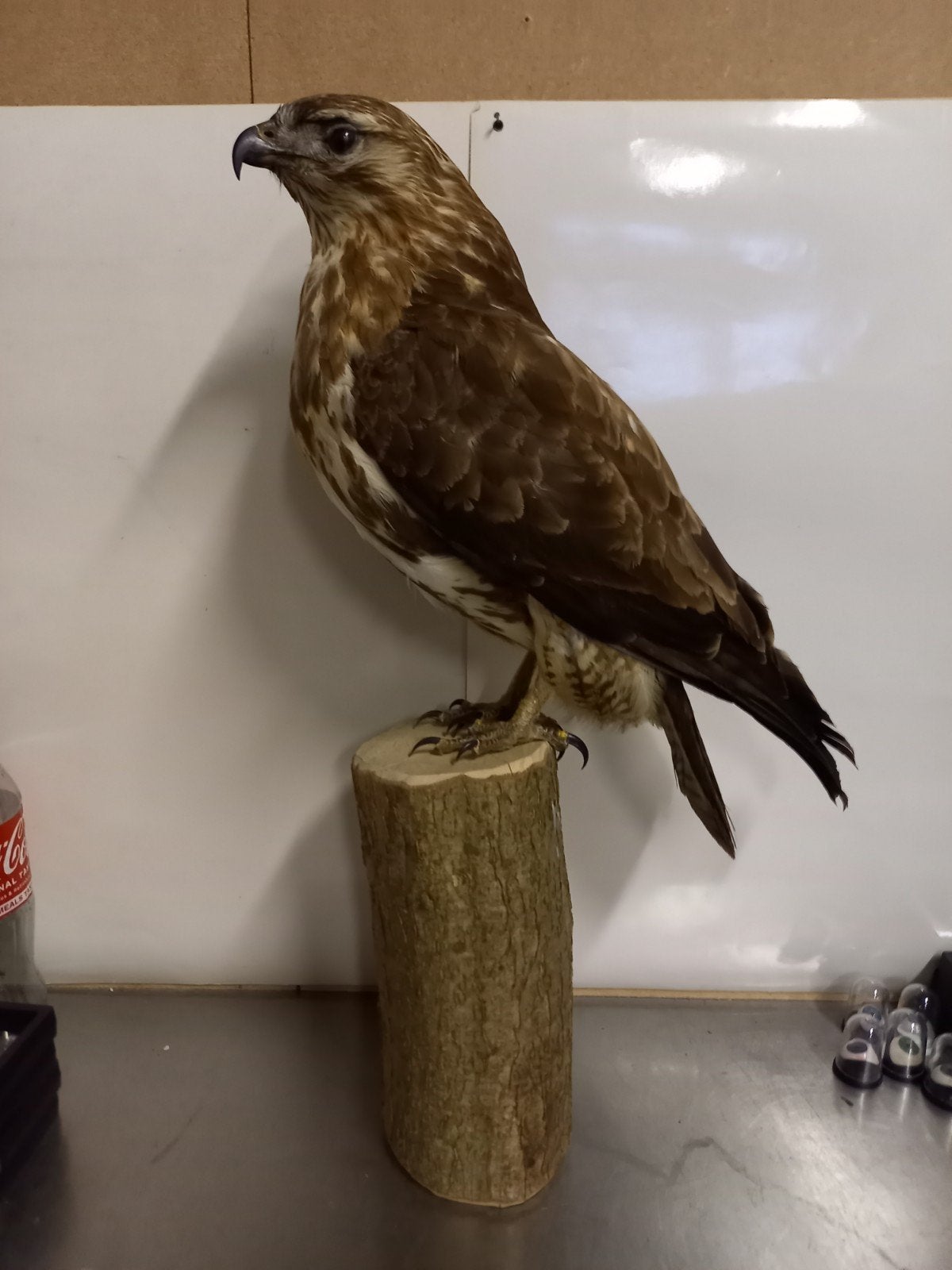 Opgezette vogel, Ophalen of Verzenden, Zo goed als nieuw, Vogel, Opgezet dier