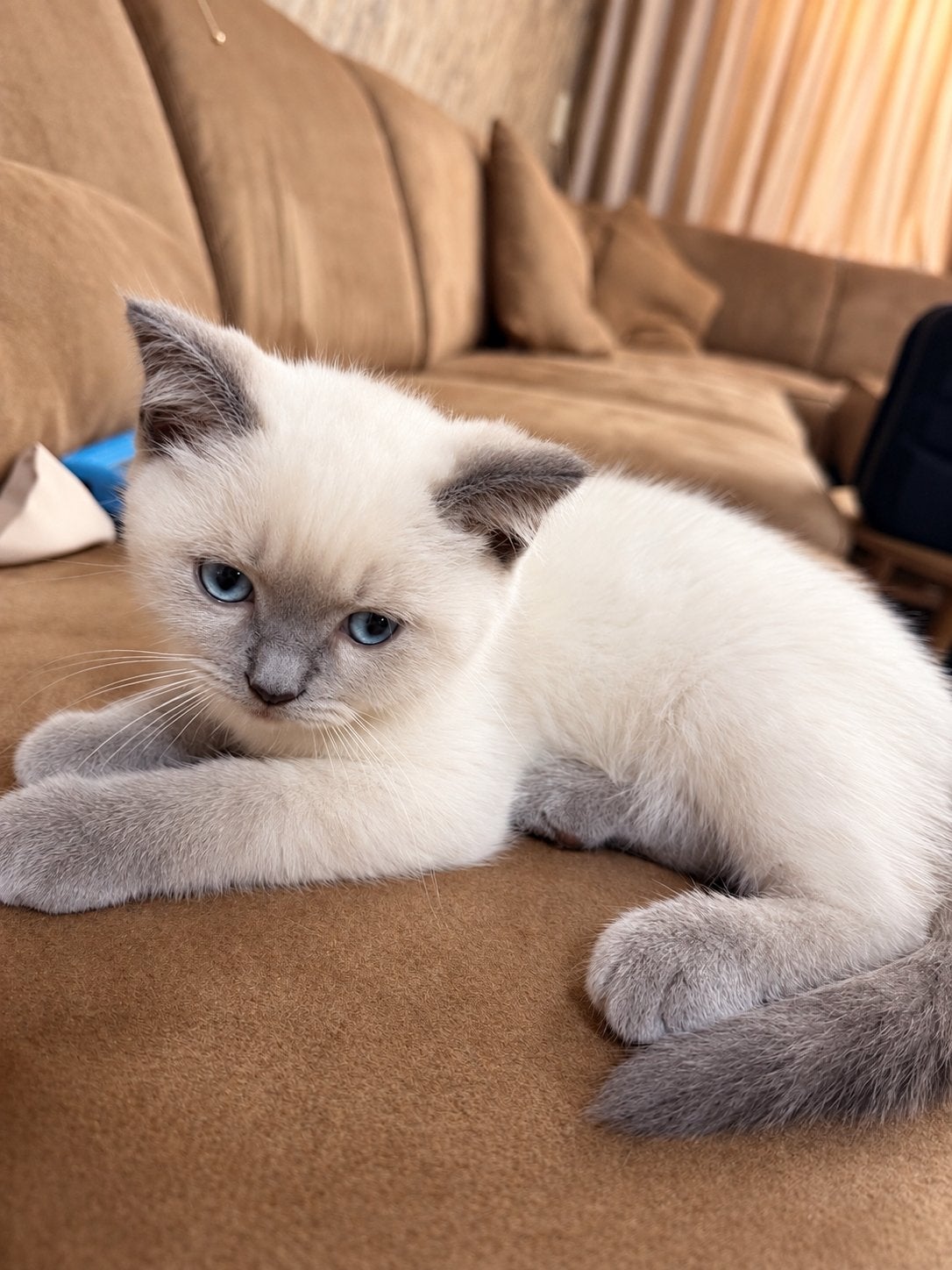 Lieve kittens – 1 meisje en 1jongens, Dieren en Toebehoren, Meerdere dieren, Kortharig, 0 tot 2 jaar