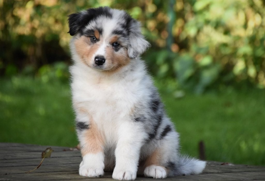 Australian Shepherds FCI stamboom, België, 8 tot 15 weken, Parvo, Meerdere