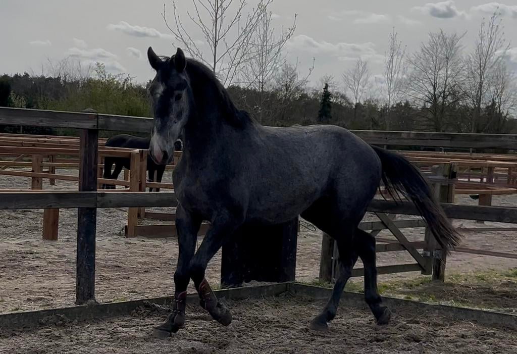 4jarige springpaard, Dieren en Toebehoren, Springpaard, Ruin, 3 tot 6 jaar, Onbeleerd