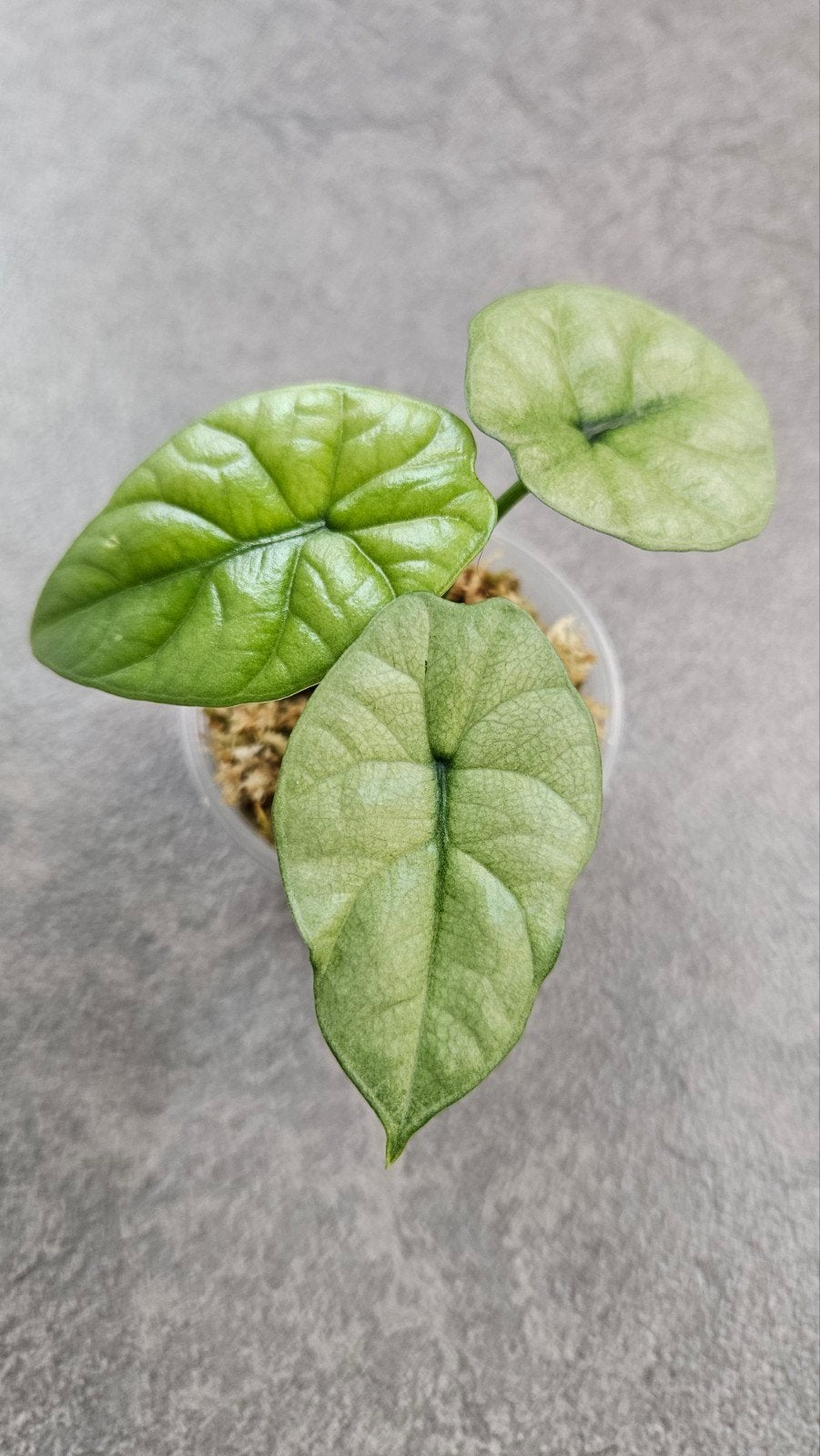 Alocasia Sinuata Mint/GoG Variegata, Ophalen of Verzenden, Halfschaduw, Minder dan 100 cm