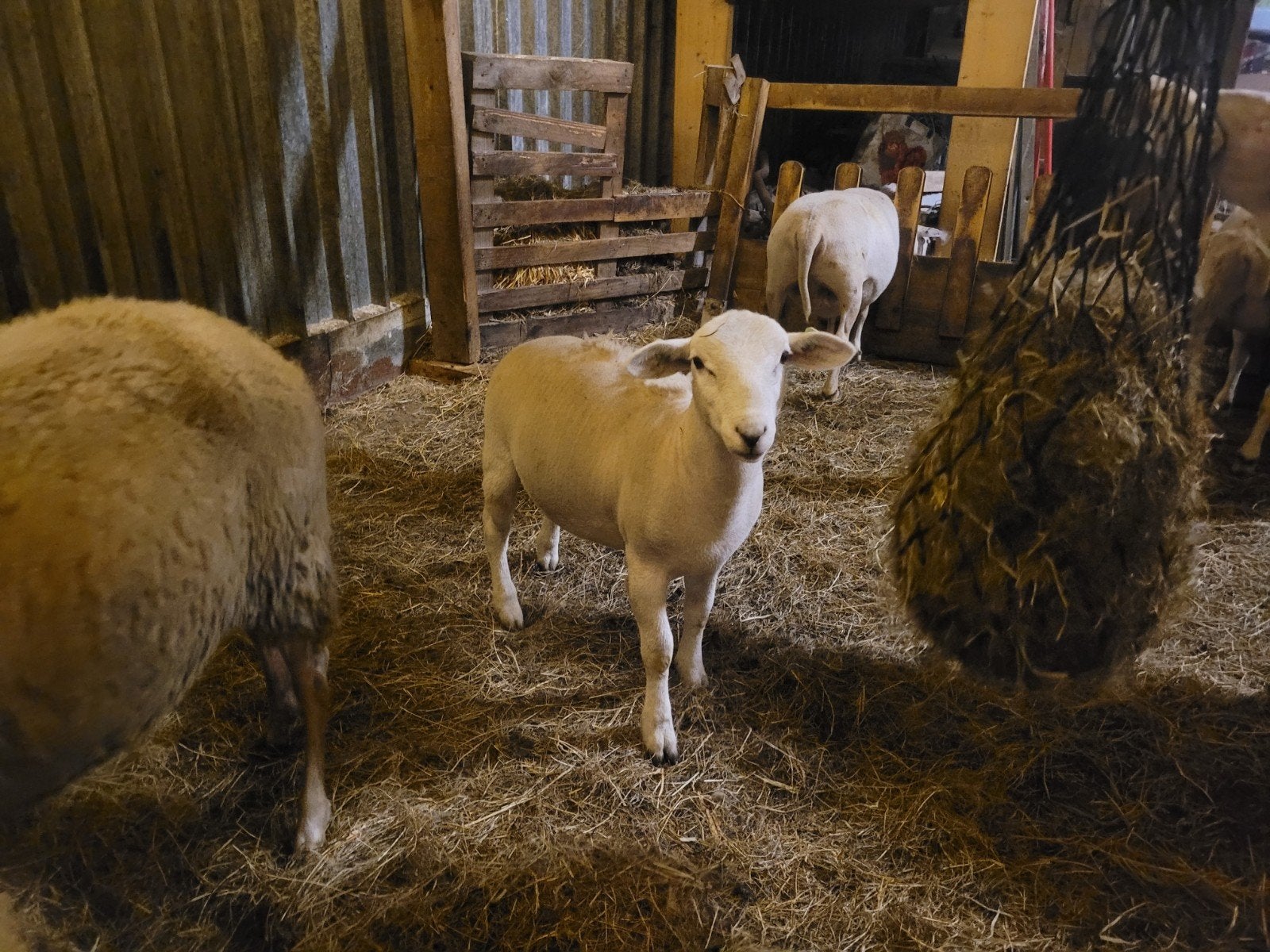 Nolana dekram, Mannelijk, Schaap