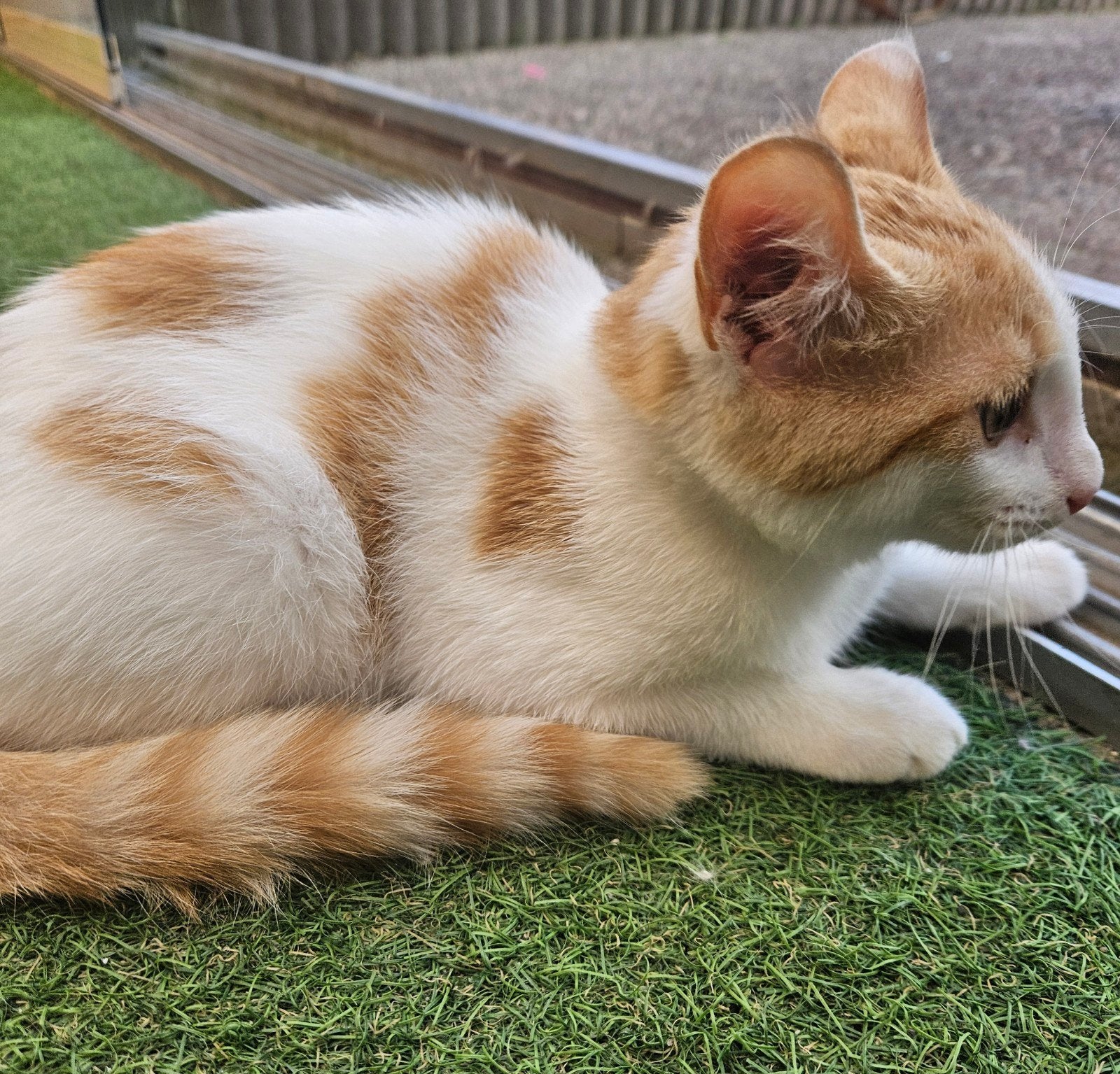 Hele lieve kittens te koop, Dieren en Toebehoren, Kater, Kortharig, 0 tot 2 jaar