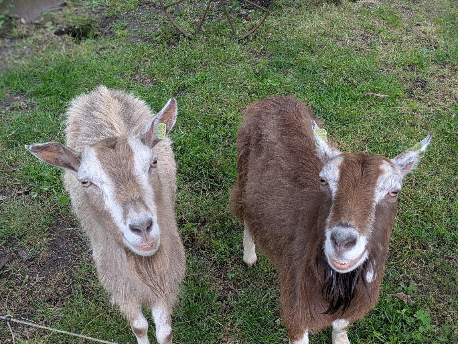 Toggenburger geiten, Dieren en Toebehoren, Schapen, Geiten en Varkens, Vrouwelijk
