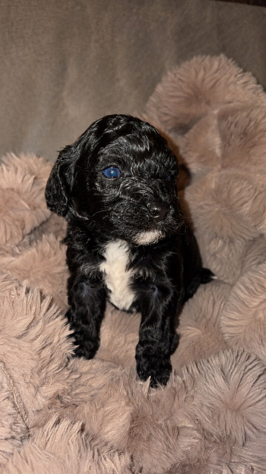 Mini Labradoodle, Parvo, Overige rassen, 8 tot 15 weken, Meerdere