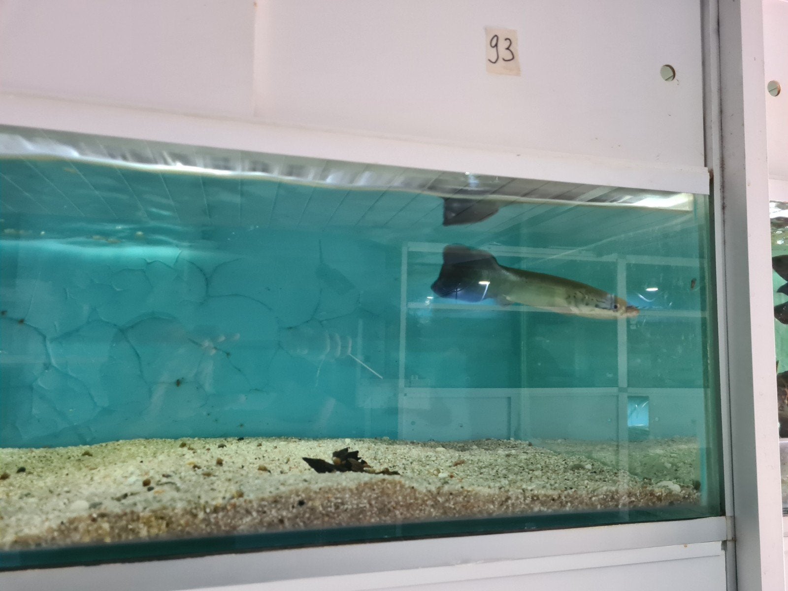 Arapaima Gigas, Pirarucu, Vis, Zoetwatervis