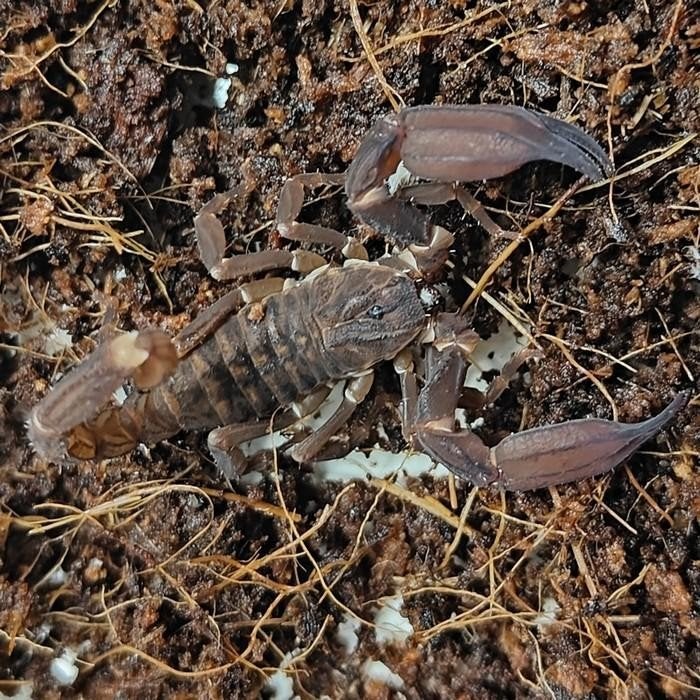 Chaerilus species, Dieren en Toebehoren, Overige soorten