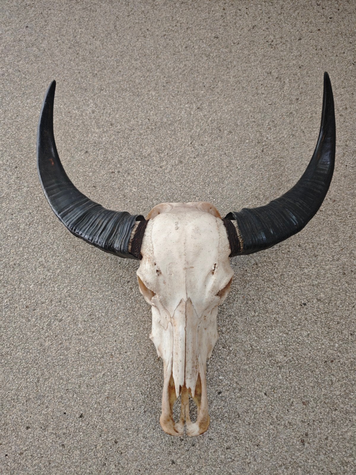 Decoratieve Buffelschedel met Hoorns, Ophalen of Verzenden