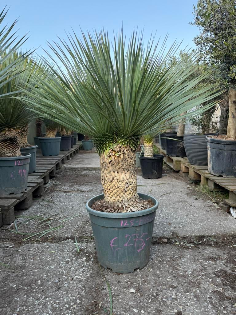 Uniek! Yucca rostrata dubbelkop 125cm, Tuin en Terras, Planten | Bomen, Volle zon, 100 tot 250 cm, Zomer, Overige soorten
