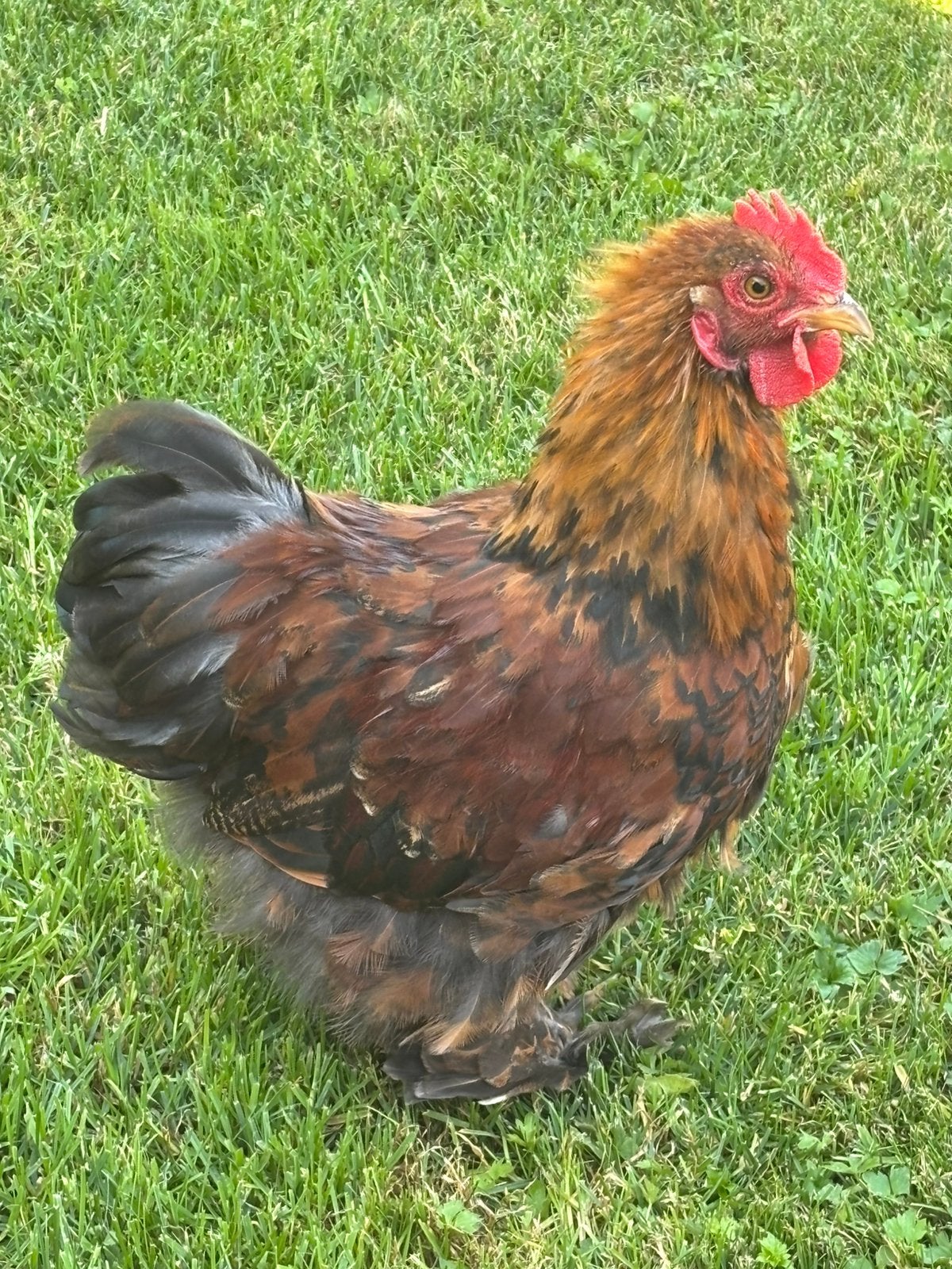 Jonge cochin kriel haan, Dieren en Toebehoren, Mannelijk, Kip