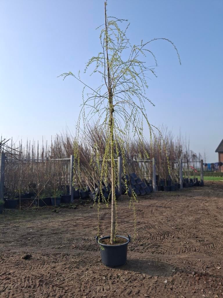 Gele Treurwilg (Salix Sepulcralis Chrysocoma), Tuin en Terras, Planten | Bomen, 250 tot 400 cm, Ophalen, In pot, Treurboom
