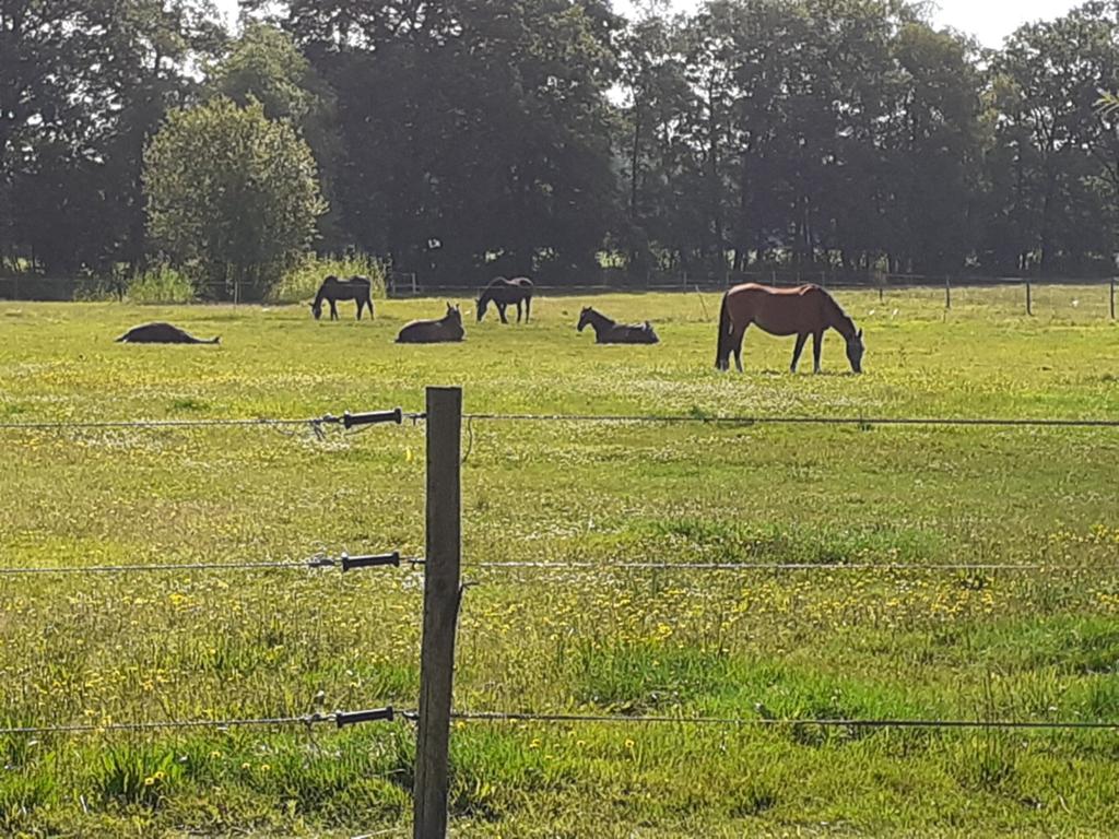 Stalling en weidegang, Dieren en Toebehoren, Stalling en Weidegang, Weidegang, 2 of 3 paarden of pony's