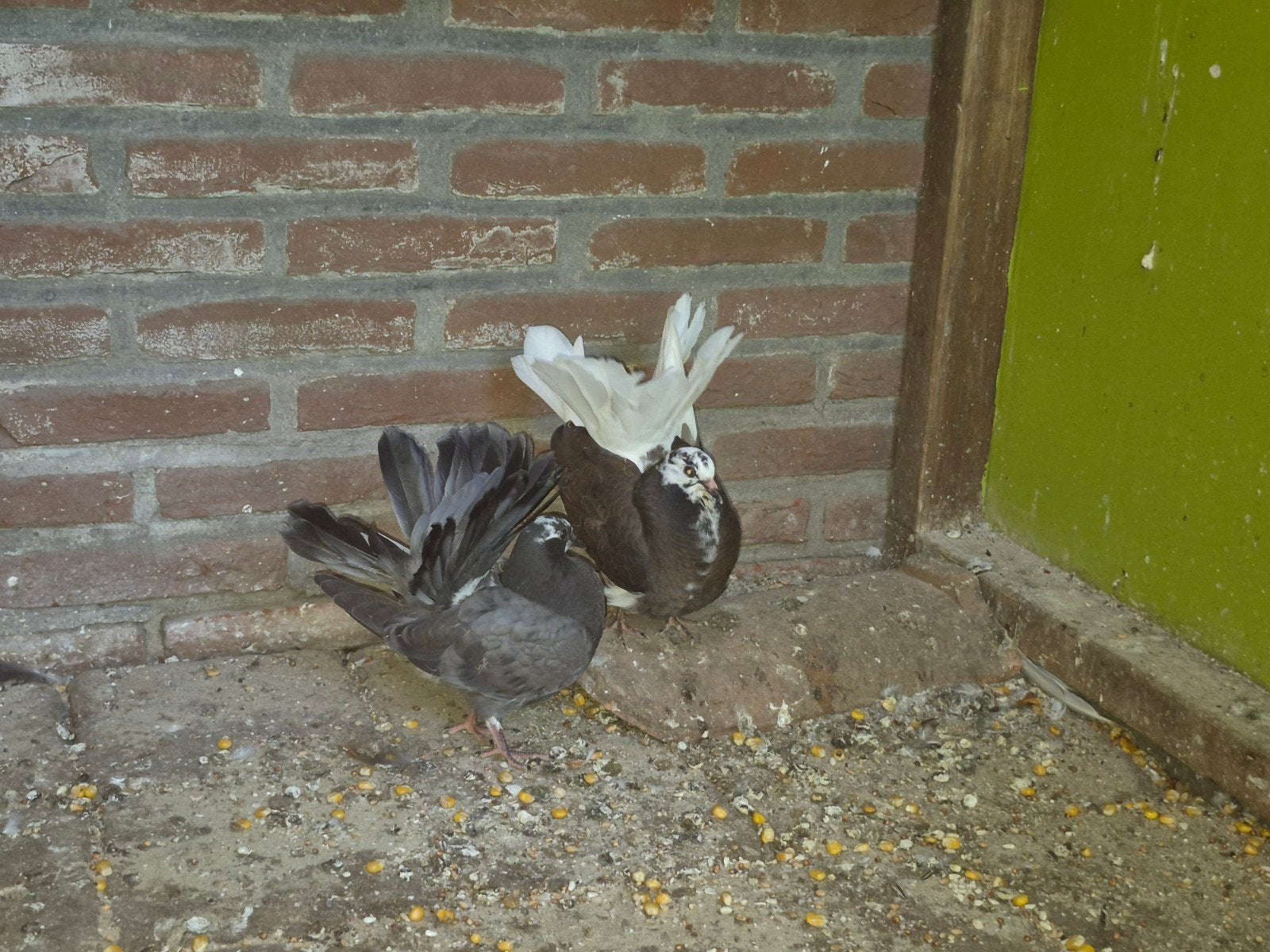 bonte pauwstaarten, Mannelijk