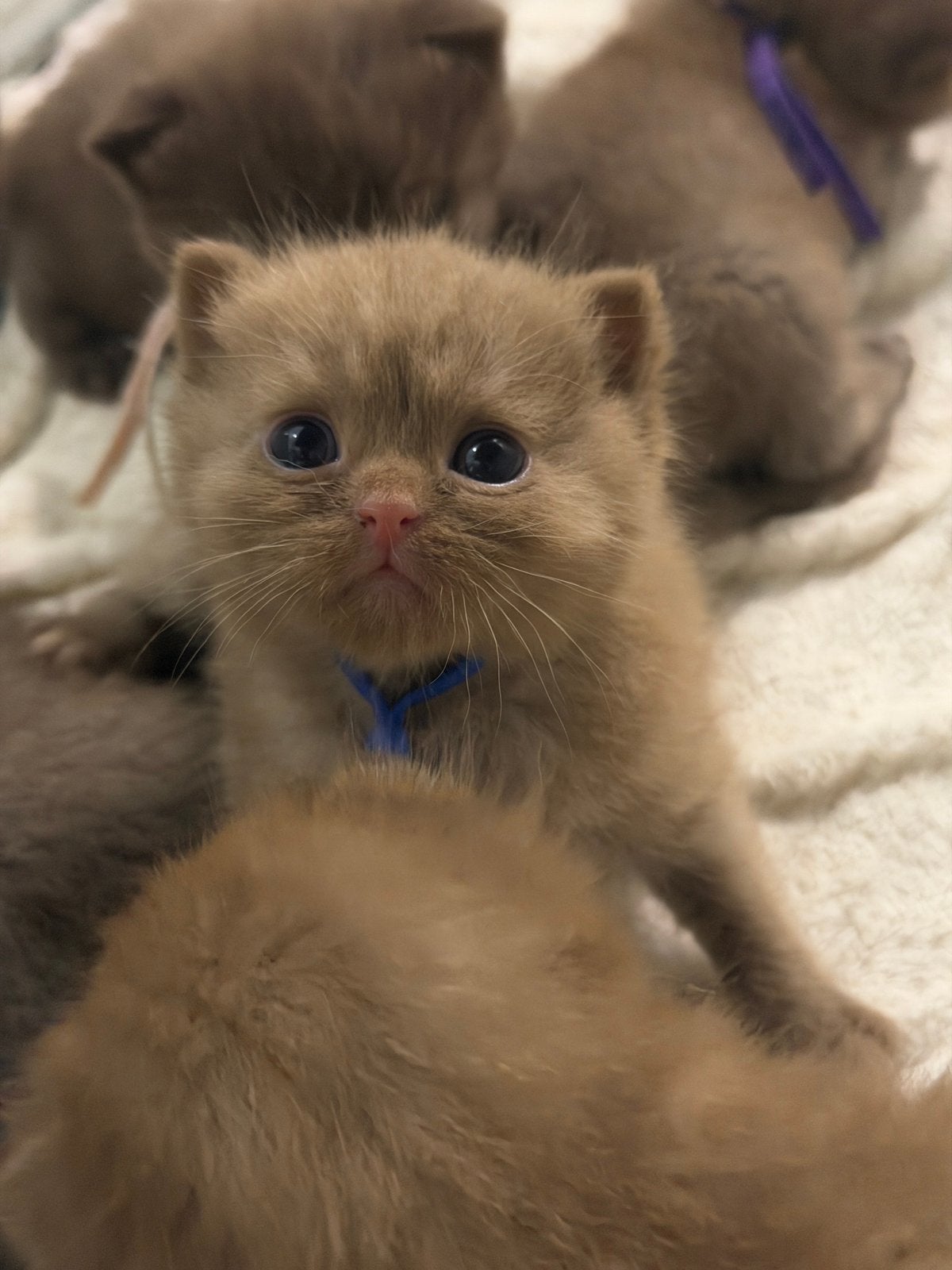 British Shorthair Cinnamon + Chocolate + Fawn, Dieren en Toebehoren, Katten en Kittens | Raskatten | Korthaar, Poes, Met stamboom