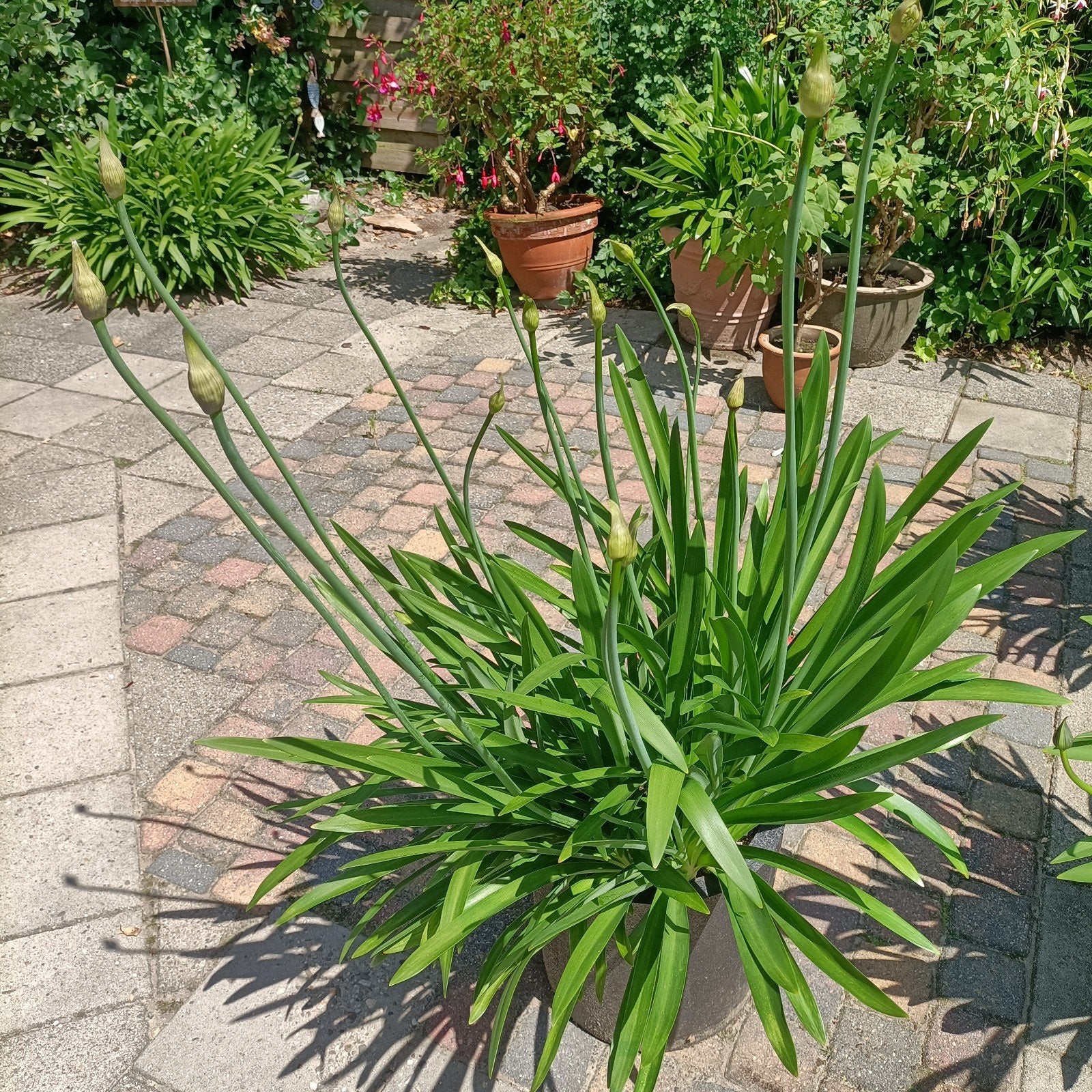 Grote Agapanthus - Afrikaanse Lelie (bijna in bloei), Ophalen, Overige soorten, Volle zon