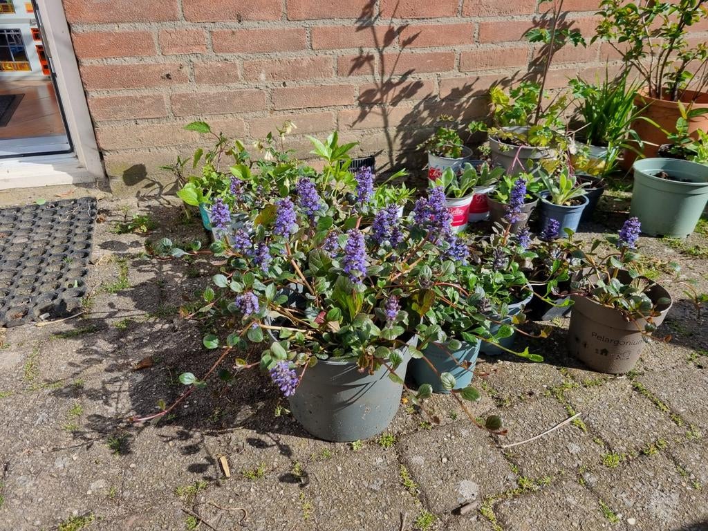 Vaste buitenplanten: bodembedekkers, vlinderstruiken, lelies, Ophalen