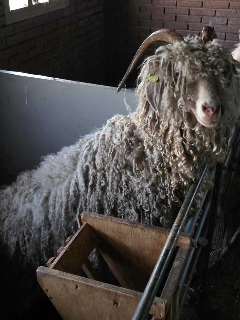 Mooie koppel angora geiten (gereserveerd), Dieren en Toebehoren, Schapen, Geiten en Varkens, Meerdere dieren, Geit