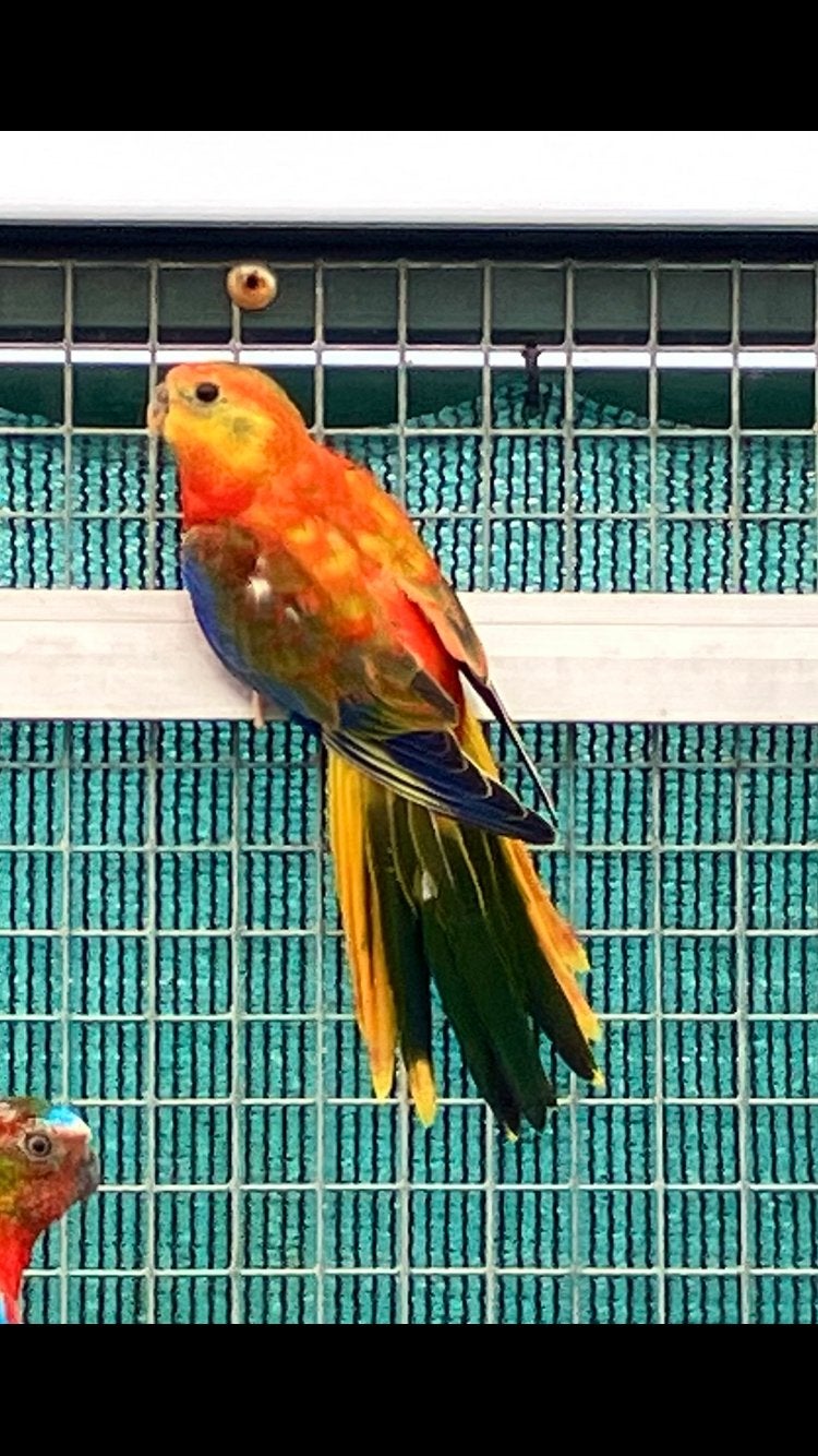 Turquoisine opaline roodbuik, Meerdere dieren, Parkiet
